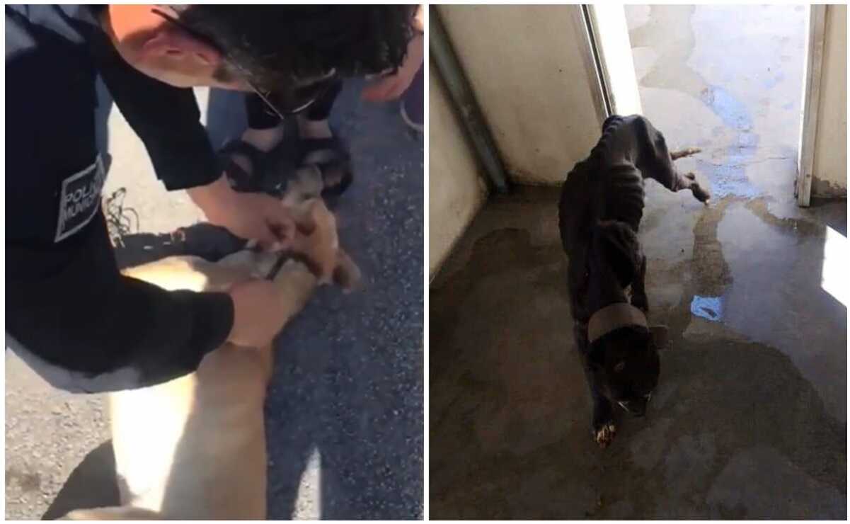 Se han resuelto varios casos de maltrato animal en San Luis Potosí, asegura fiscalía. Fotos: Archivo EL UNIVERSAL