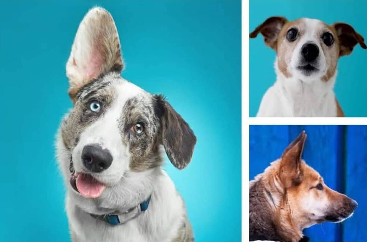 Dog Fest 2025: Todo lo que debes de saber de la fiesta más perruna en SLP