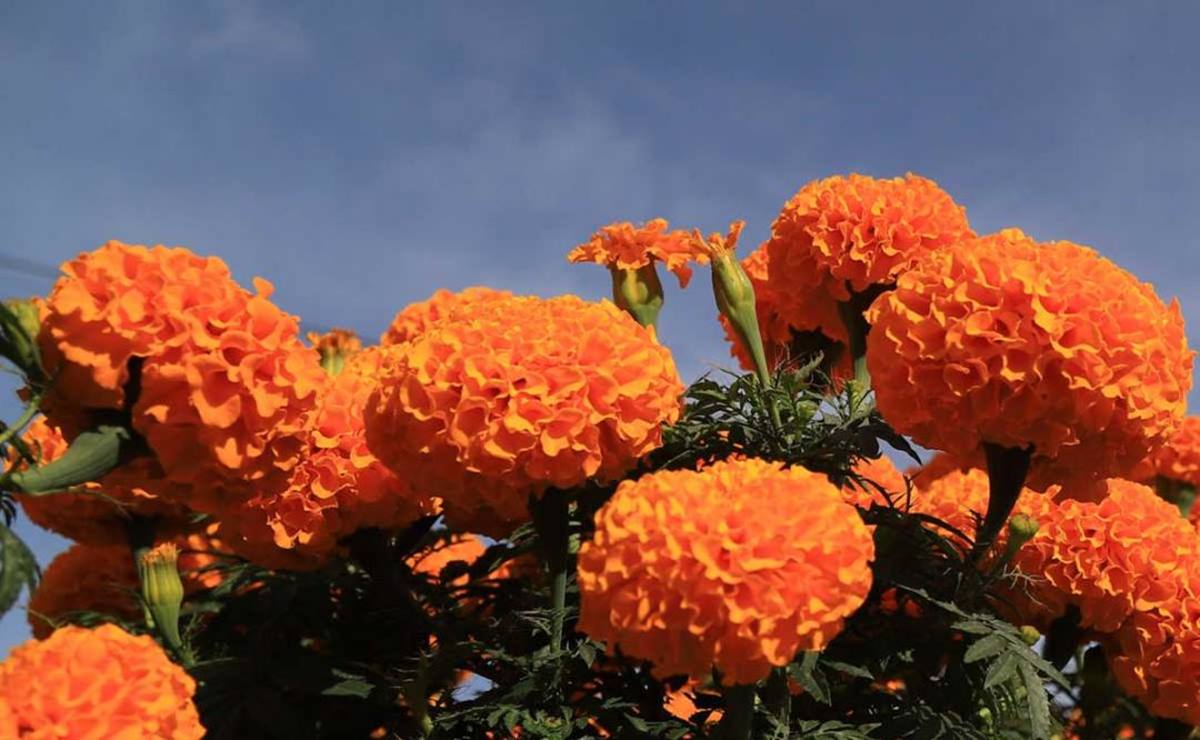 Toma nota: cómo diferenciar la flor de cempasúchil mexicana de la china