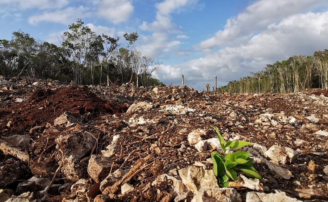 Juez concede nueva suspensión provisional que frena cualquier obra o actividad en Tramo 5 del Tren Maya. Foto: Adriana Varillas