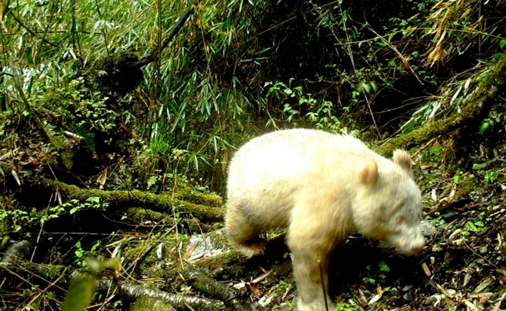 Difunden fotografía del primer panda albino en China