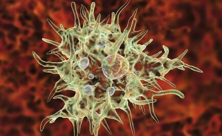  Qué es la ameba "come cerebros" y cómo puedes evitar que te contagie