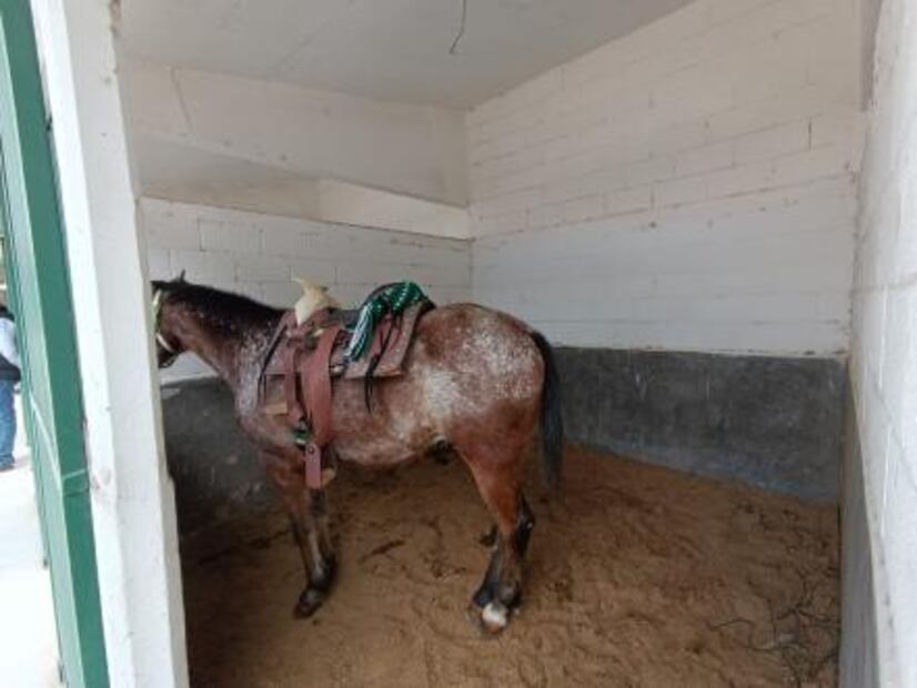 Inauguran Centro Estatal de Equinoterapia en SLP; atenderá a 16 pacientes semanalmente