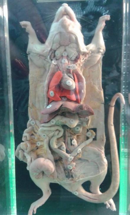 Zoológico de Mexquitic, 30 años conservando la fauna exótica y silvestre en San Luis Potosí