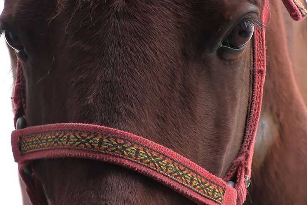 Mixtli vuelve a relinchar tras cruel trato