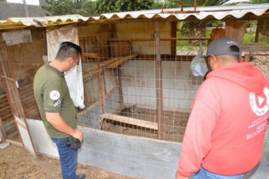 Rescatan a gato montés que deambulaba en ejido de Soledad, SLP; Profepa lo resguarda