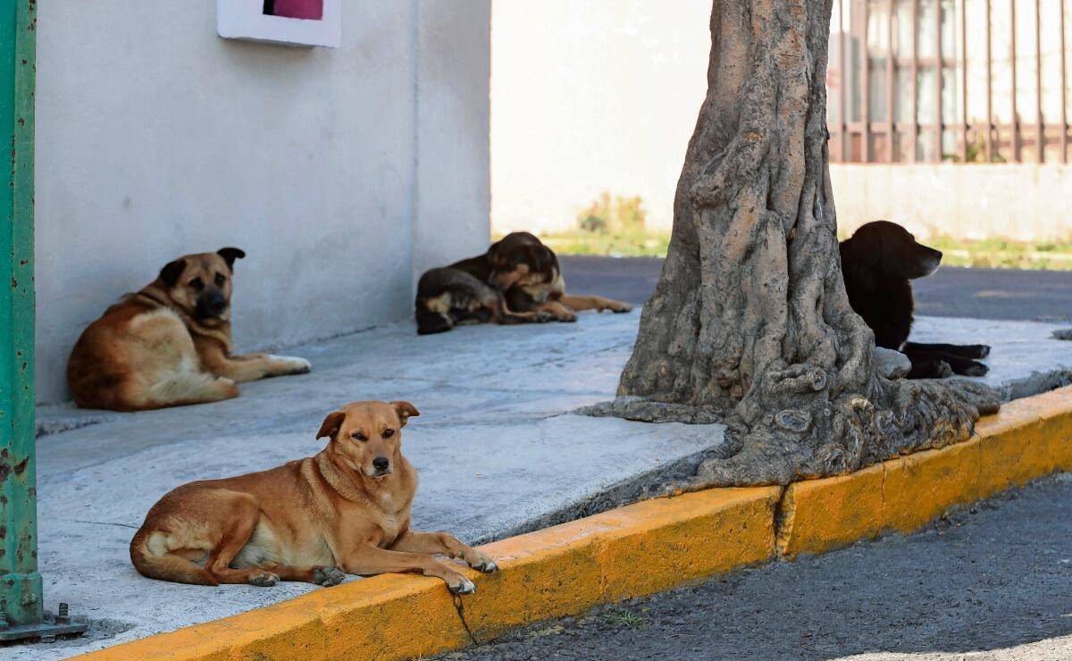 Mujer es señalada por envenenar perros en calles de SLP
