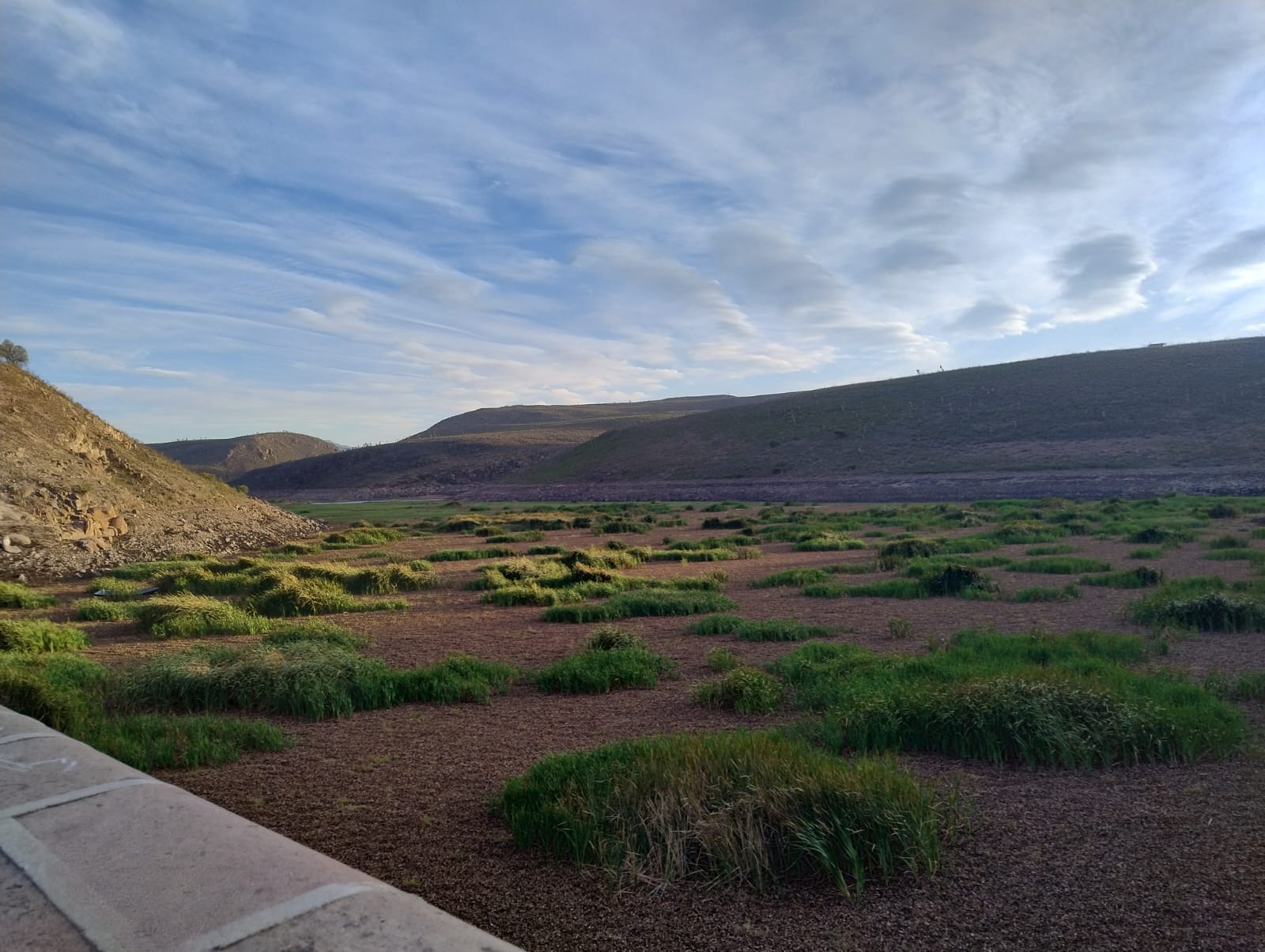 ¡Por fin! Gobierno municipal de SLP limpiará el lirio de presa San José