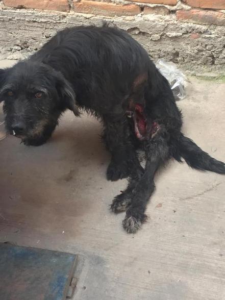 Solicitan ayuda en redes para perrita herida por cuete en SLP