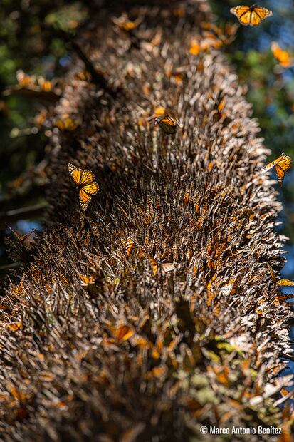 Foto: biodiversidad.gob.mx.