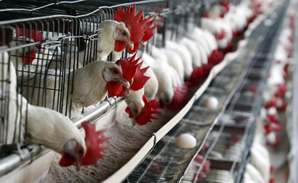 Impulsa Banco de Alimentos creación de granja avícola en SLP
