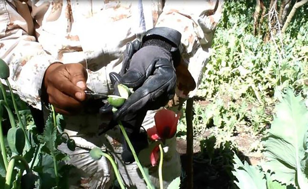 Congreso recibe iniciativa para legalizar la amapola con fines medicinales