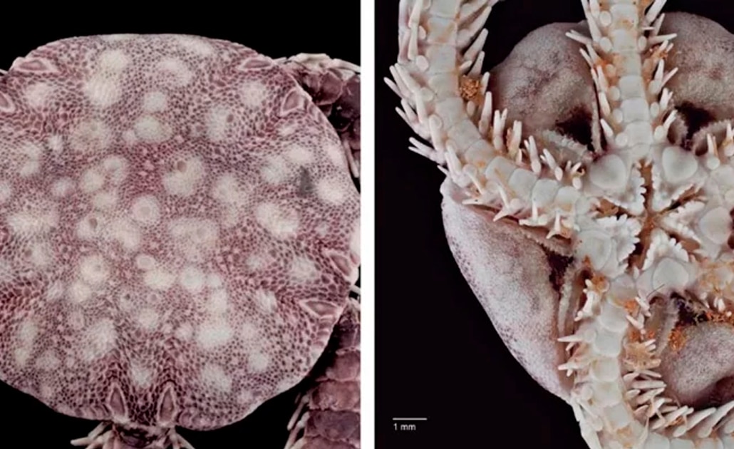 Científicos de la UNAM descubren una nueva especie marina en Cozumel