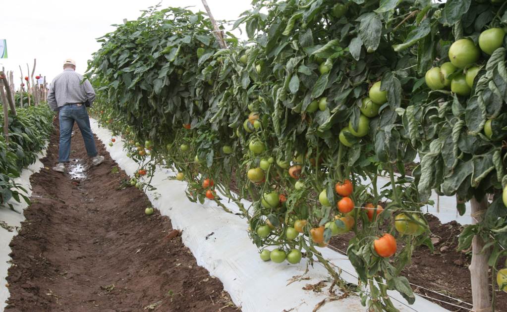 Sigue incertidumbre sobre presupuesto 2019 para campo potosino