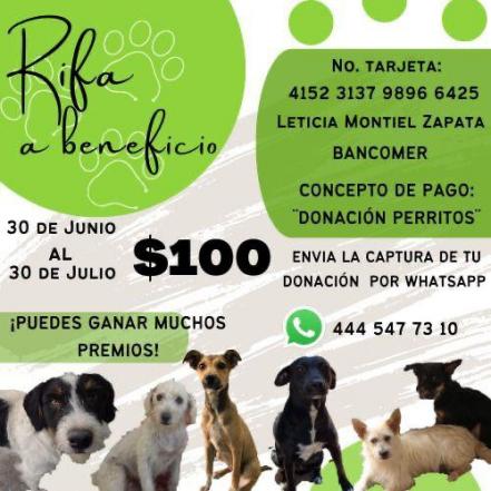 “No puedes ver a un perro en la calle y no hacer nada”: Buscan ayudar con rifa a peluditos de SLP