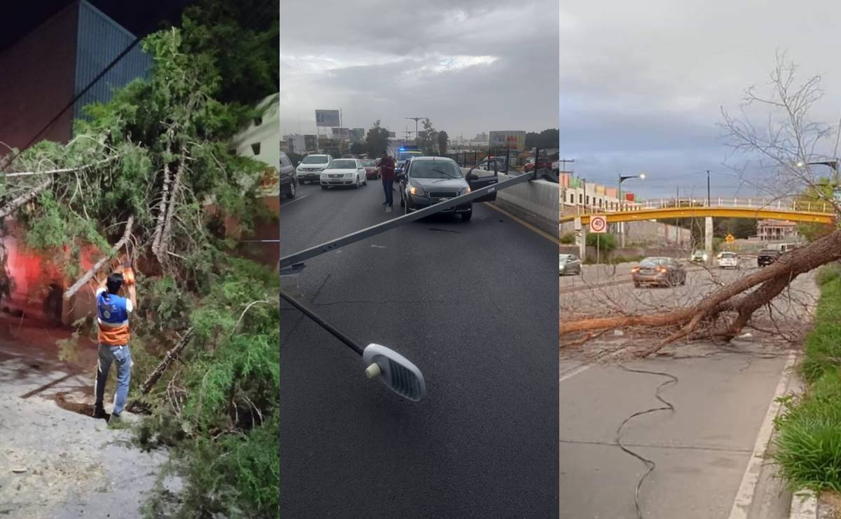 Un poste y árboles caídos, saldo de los vientos e intensas lluvias del domingo en la capital de SLP