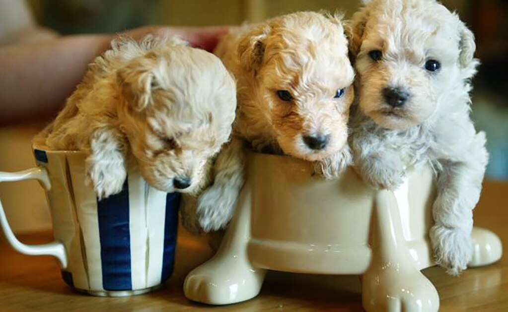 Reino Unido prohibirá la venta de cachorros de perros y gatos