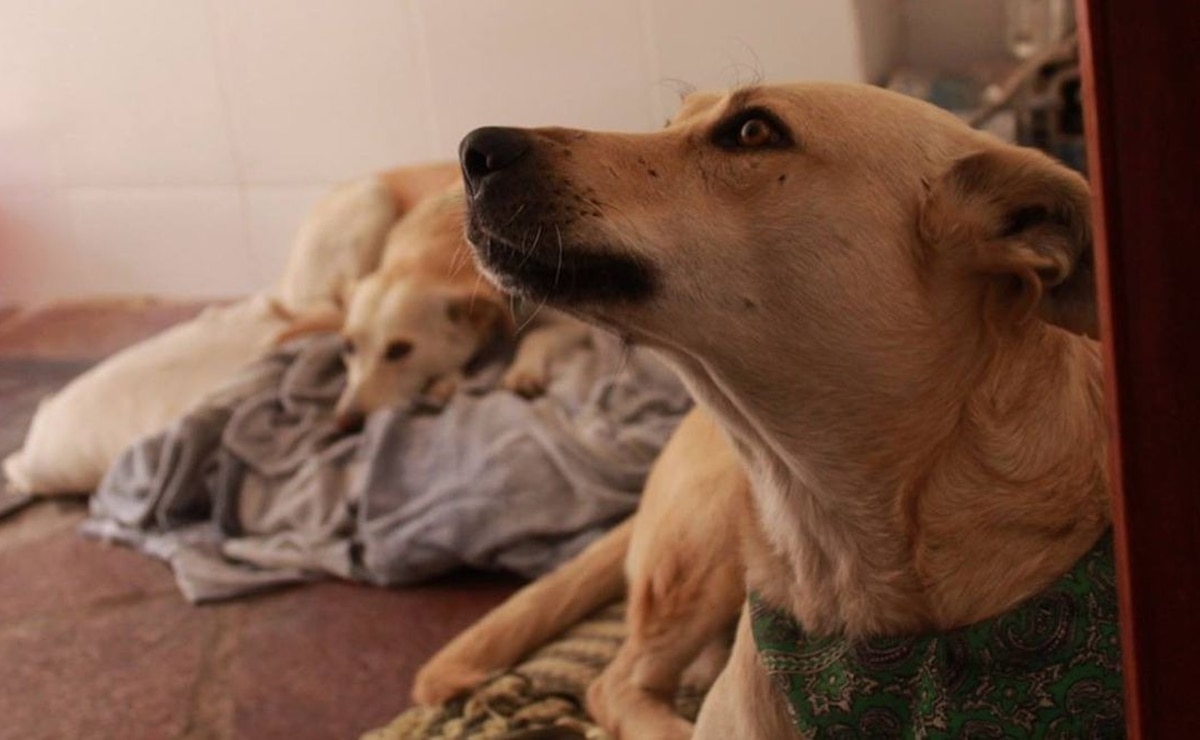 “¡Adopta, no compres!"; activistas llaman a no regalar mascotas por fiebre navideña