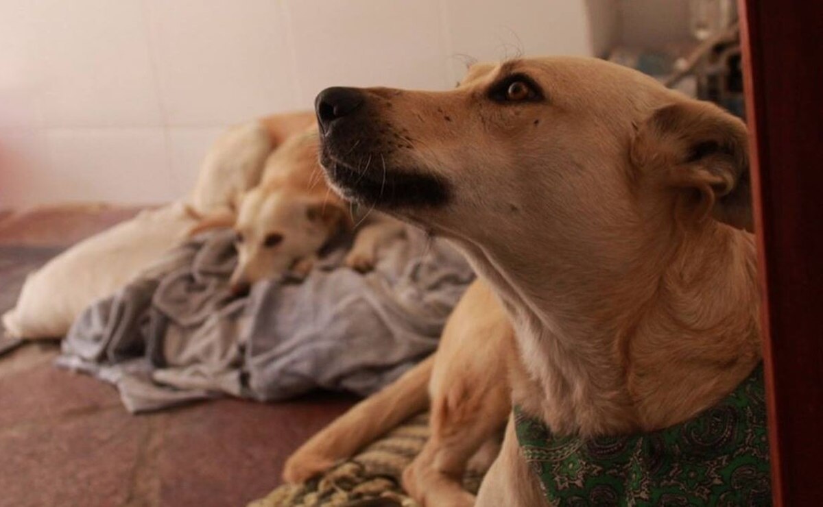 “¡Adopta, no compres!"; activistas llaman a no regalar mascotas por fiebre navideña