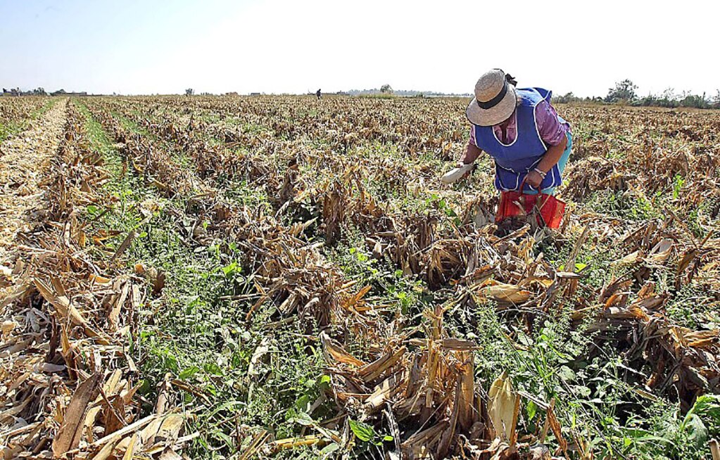 Productores potosinos buscarán seguro catastrófico, tras recientes fríos