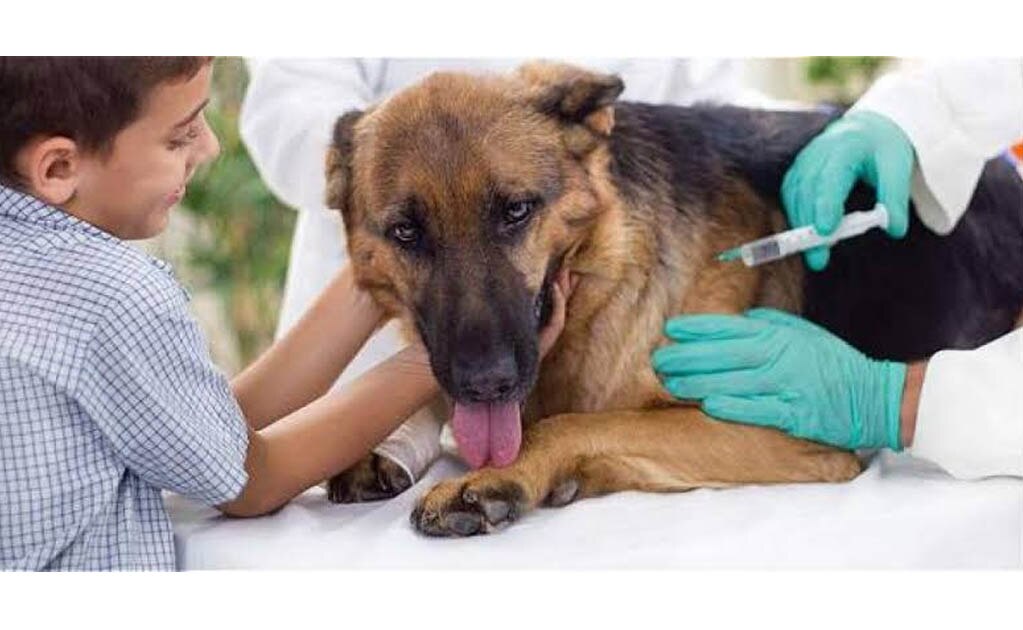 Alcanza SLP la cifra de 23 mil esterilizaciones de mascotas y 580 mil vacunas