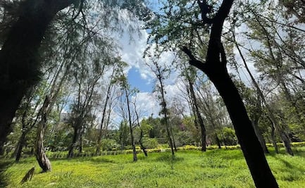 Este 2026 podría consolidarse transformación y rehabilitación del parque de Morales de SLP: Galindo