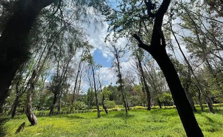 Este 2026 podría consolidarse transformación y rehabilitación del parque de Morales de SLP: Galindo