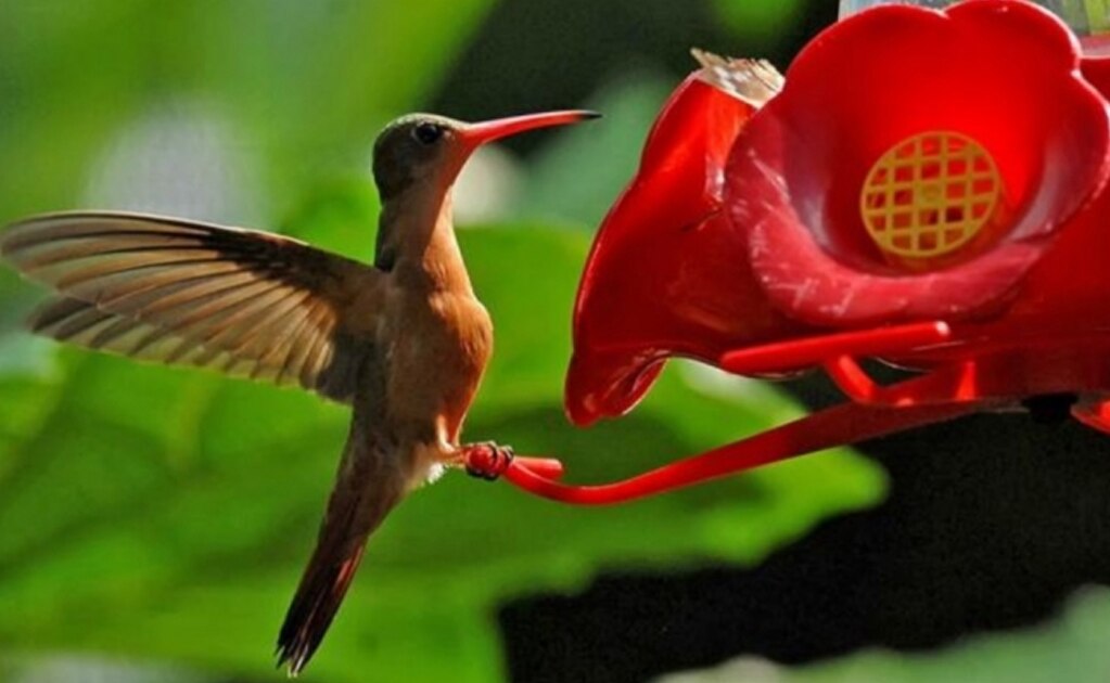 Al rescate de la abeja; otras especies importantes en la polinización