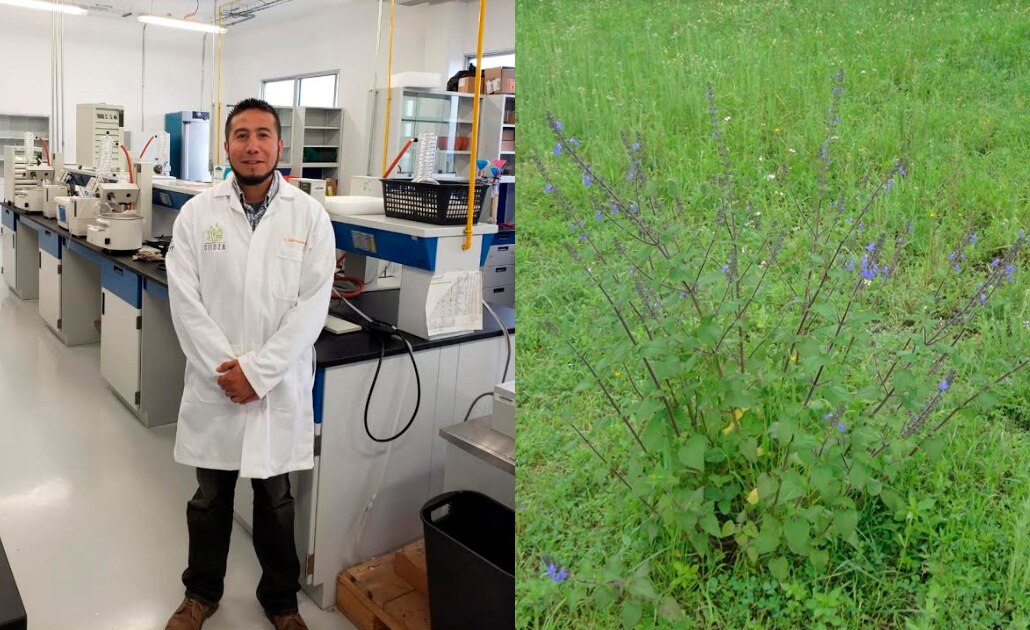 Descubren investigadores del IPICYT plantas desérticas con propiedades para tratar cáncer