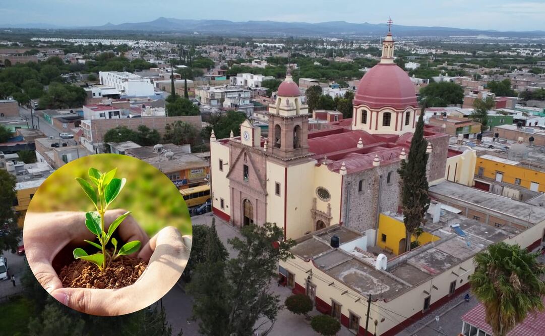 Buscan reverdecer Villa de Pozos con reforestación masiva. Foto: EL UNIVERSAL