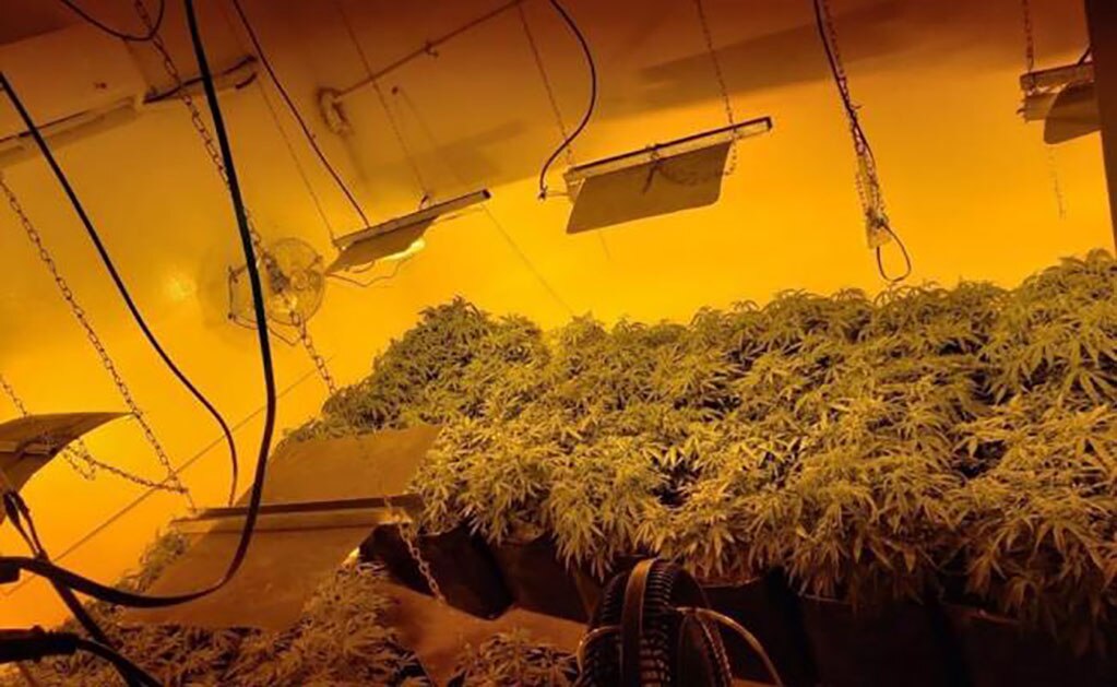 Desmantelan dos invernaderos de marihuana en predios de Monterrey