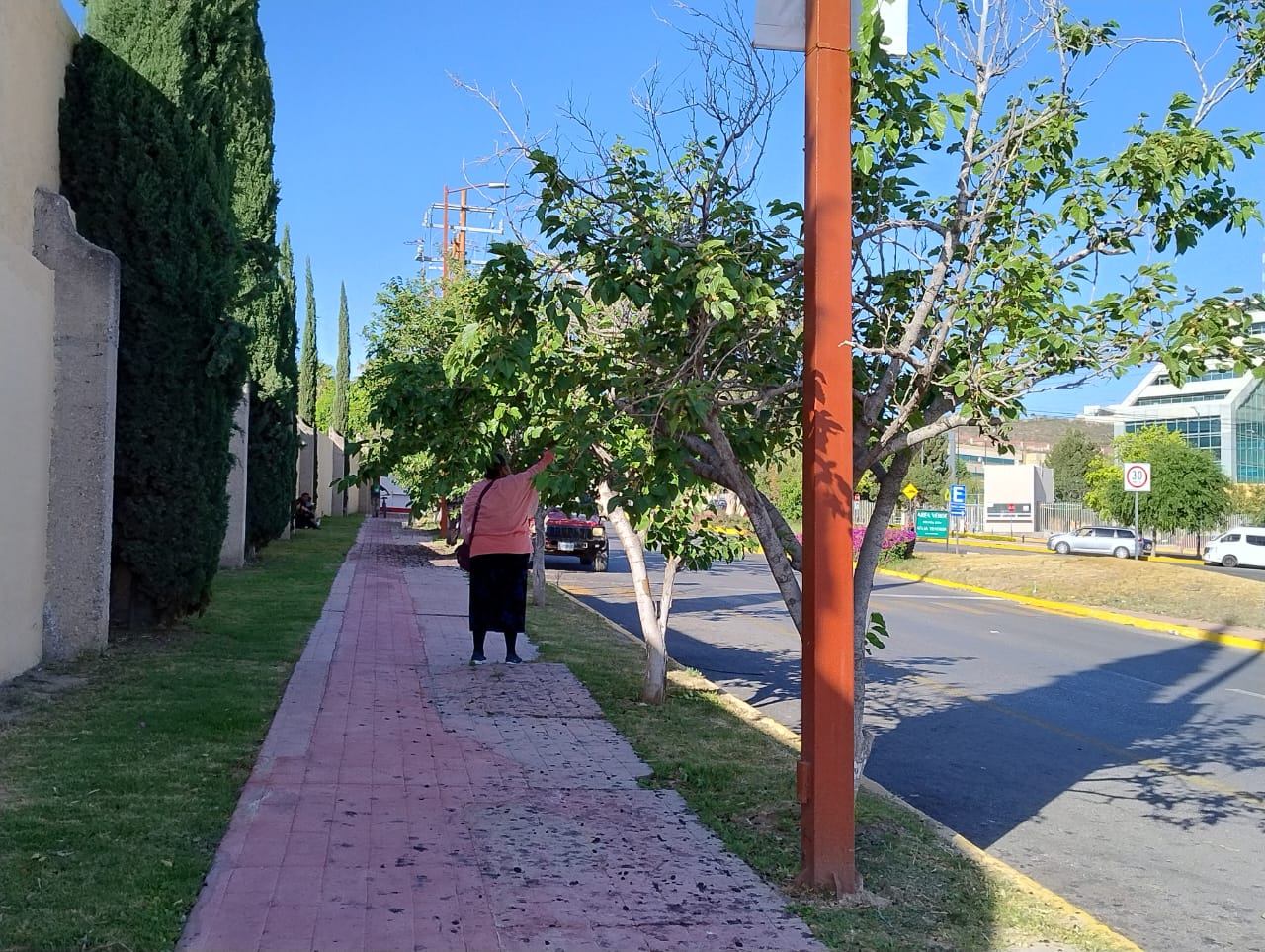La cosecha de estos diminutos frutos formados de bolitas moradas o rojas (según su maduración) y de sabor dulce, se ha convertido en una tradición de las familias potosinas. Foto: Xochiquetzal Rangel