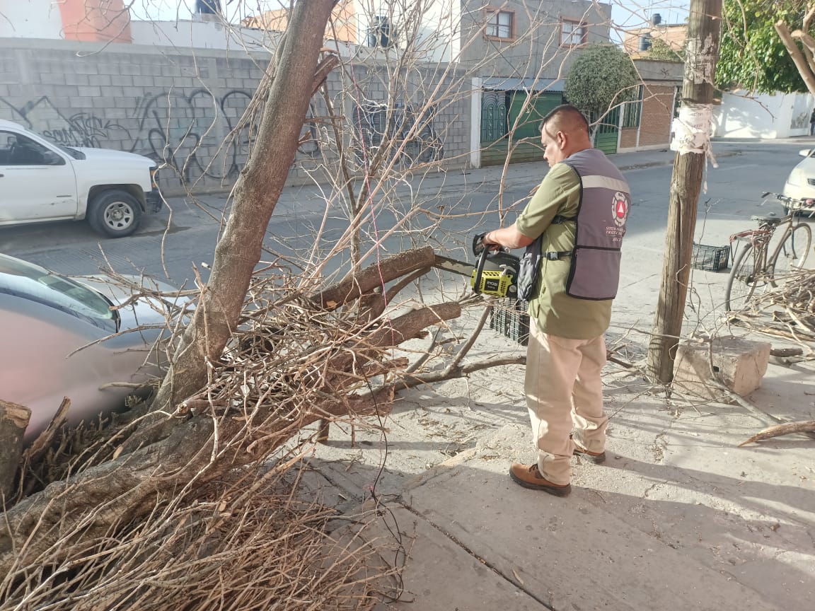 16 árboles se cayeron en Soledad por ráfagas de hasta 85 km. Foto: Especial