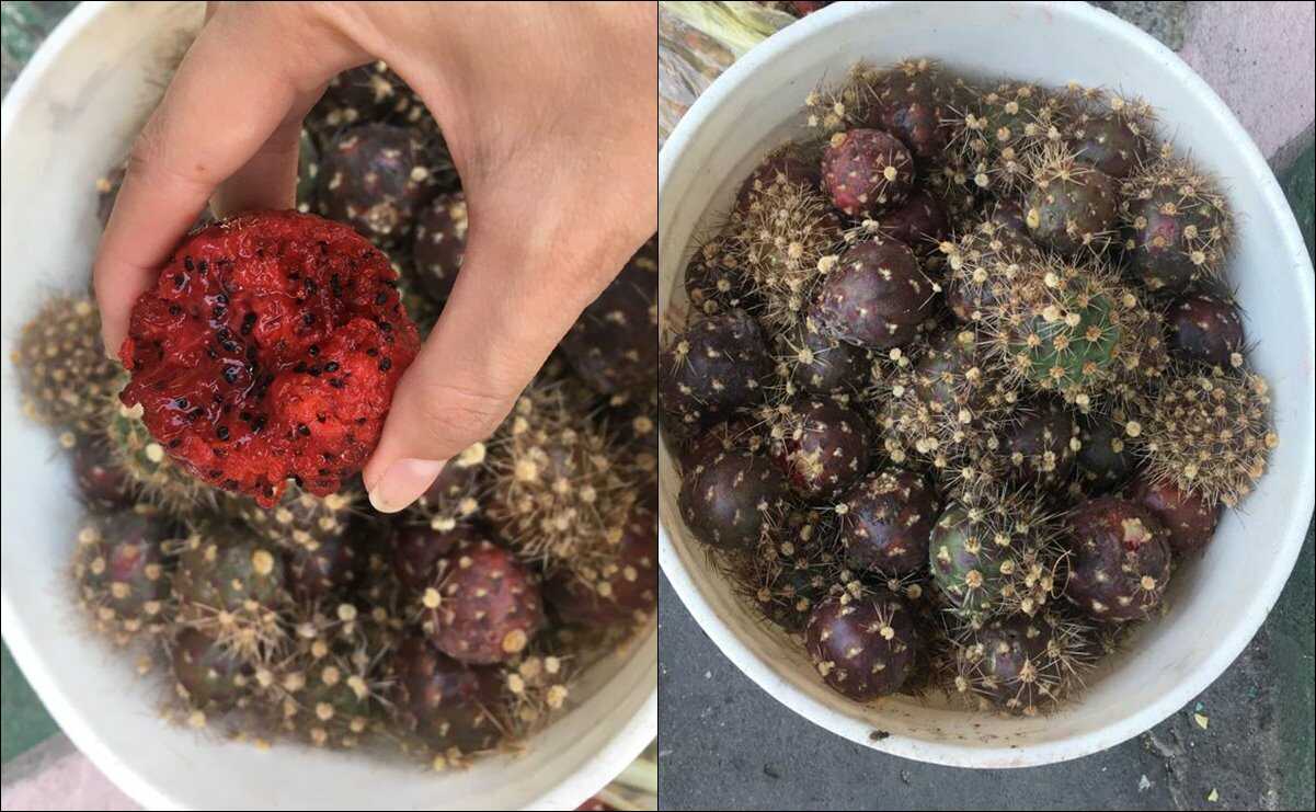 Pitaya, la tuna también llamada "kiwi de monte" que se da en San Luis Potosí