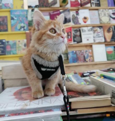 “Vamos a otros puertos, a otros mares”, librería Asteroide B612 cierra sus puertas en SLP 