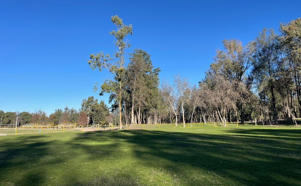 Cayeron más de 200 árboles de los parques Tangamanga por los fuertes vientos en SLP