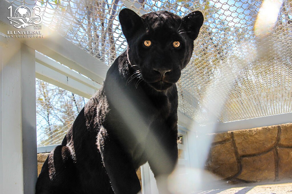 Foto: Archivo El Universal San Luis Potosí.