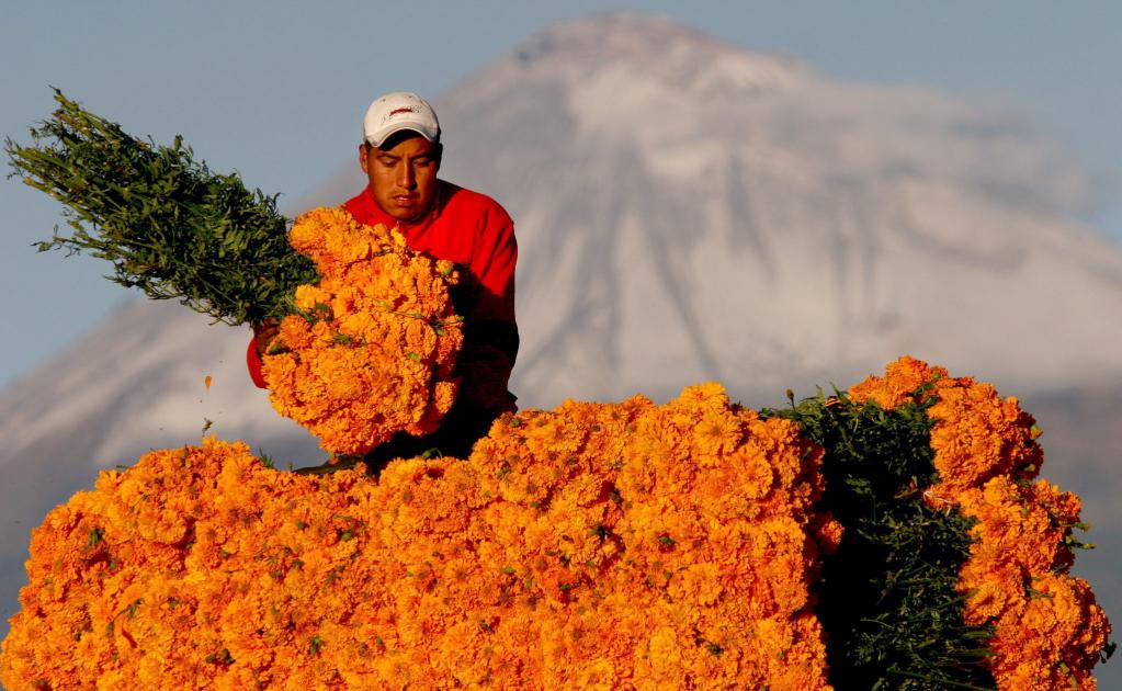 China e India superan a México en producción de flor de cempasúchil