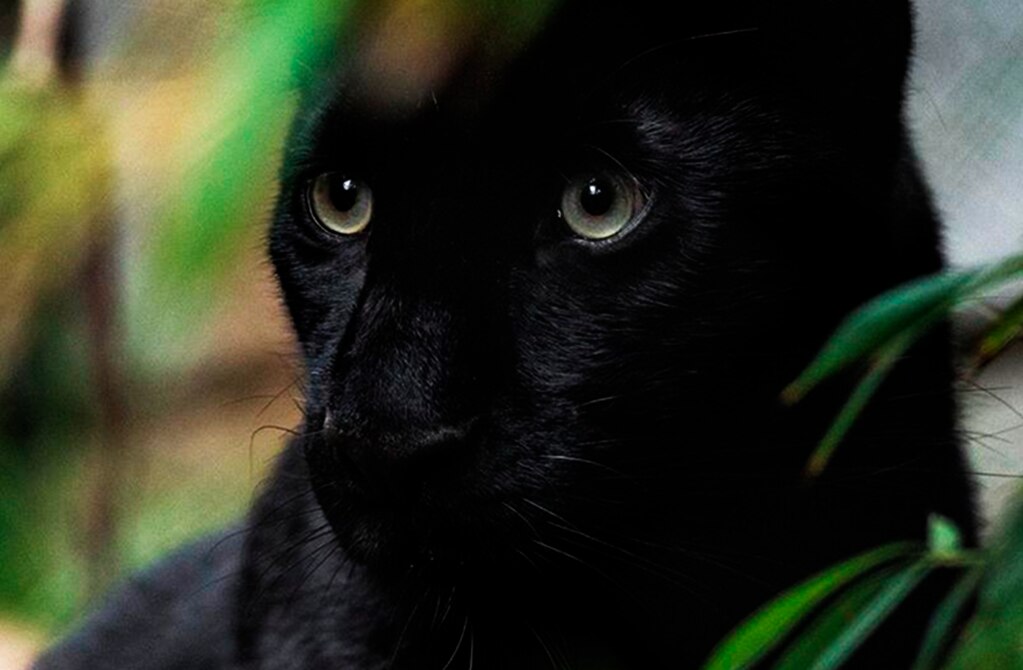 Akala, la nueva pantera integrante del Parque Tangamanga 1