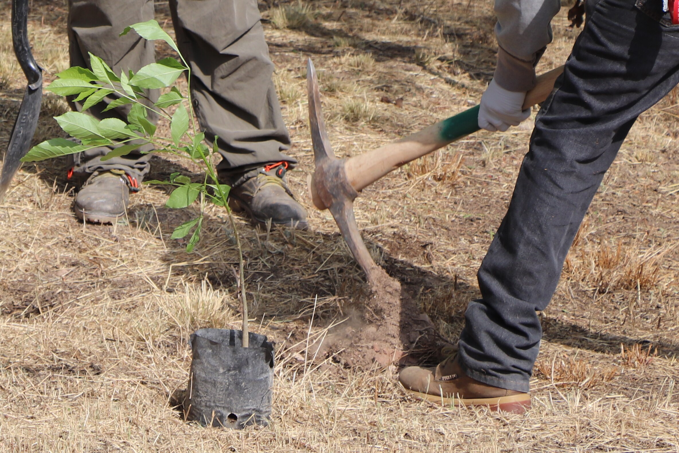 Campaña de reforestación municipal supera 11 mil árboles plantados