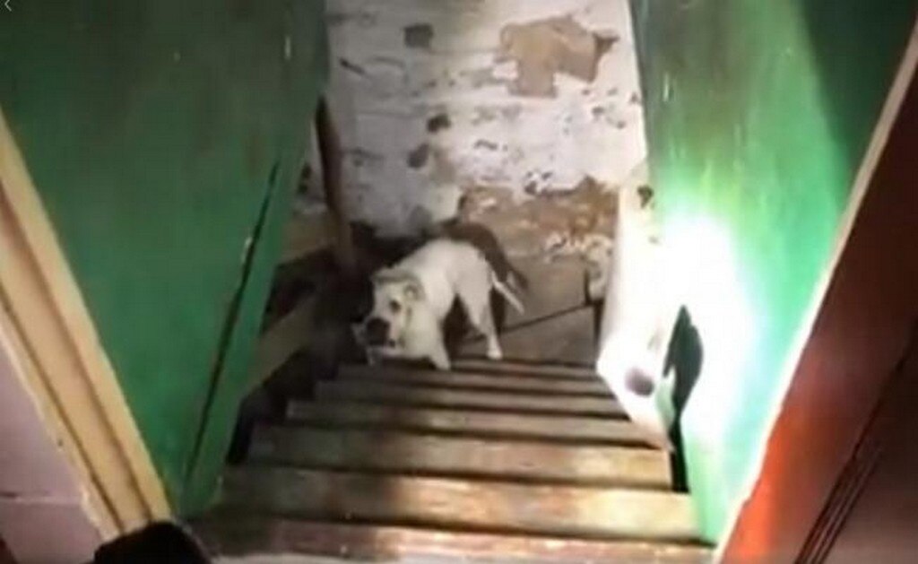 Foto: Tomada del video de FB