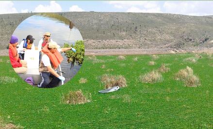 Inicia recolección de lirio en la presa San José; estudiarán su impacto en SLP