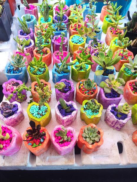 Foto: Jazmin Ramírez García