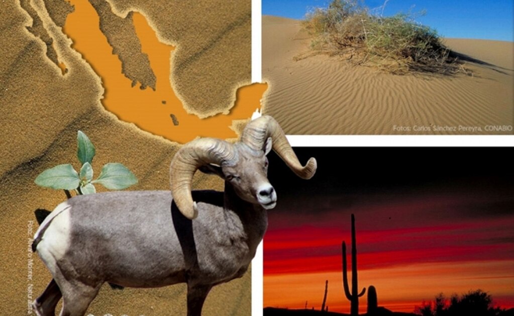 Cómo interactúan las especies para sobrevivir al desierto