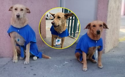 Güero y Chaparro, los perritos que les desearon suerte a los aspirantes de la UASLP 