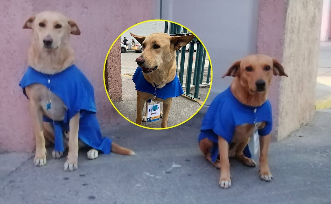 Güero y Chaparro, los perritos que les desearon suerte a los aspirantes de la UASLP. Foto: Especial