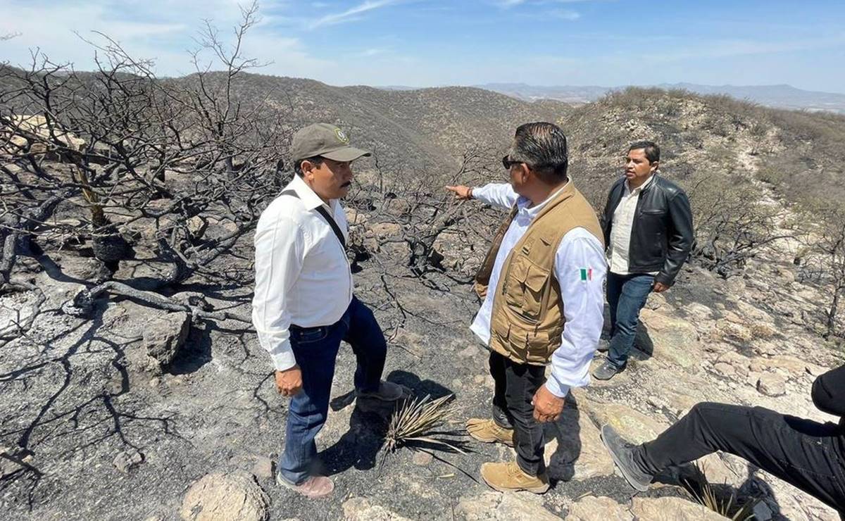 De 6 meses a un año se debe esperar para reforestar la Sierra de San Miguelito tras incendio, dice experto