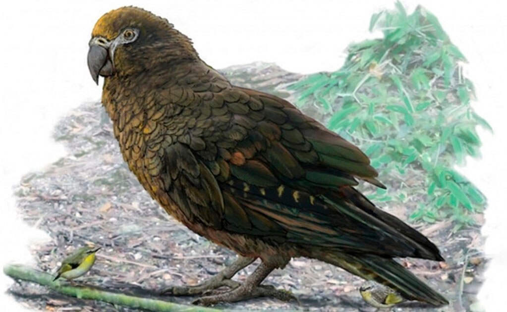 Hallan fósiles del loro más grande del mundo