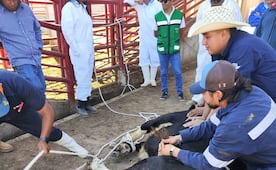 Confirman primer caso del “gusano barrenador” en SLP 
