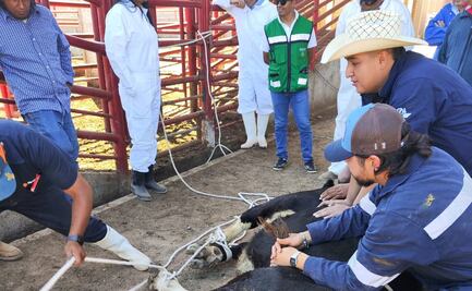 Confirman primer caso del “gusano barrenador” en SLP